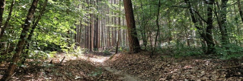 Wekelijkse wandeling